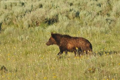 Grizzly Cub