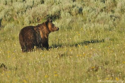 Grizzly Cub