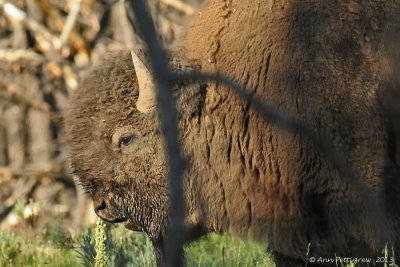 Bull Bison