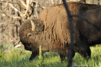 Bull Bison