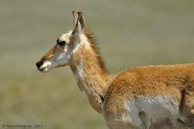 Pronghorn Doe