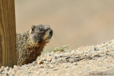 Yellow-bellied Marmot