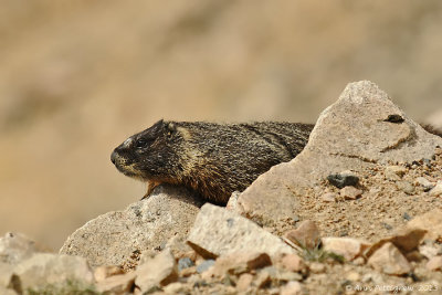 Yellow-bellied Marmot