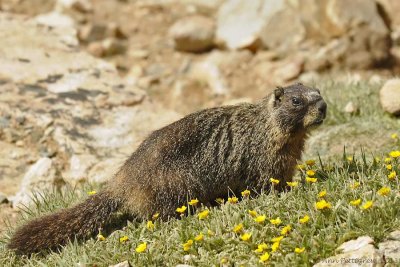 Yellow-bellied Marmot