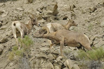 Bighorn Sheep