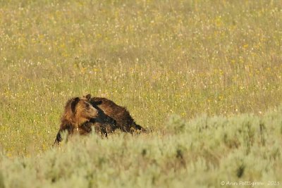 Grizzly Cub Looking for Its Mother