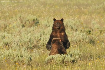 Grizzly Cub & Mother