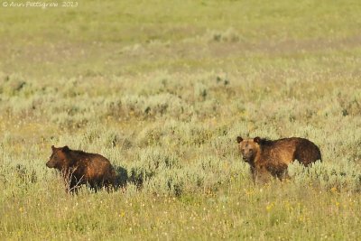 Grizzly Cub & Mother