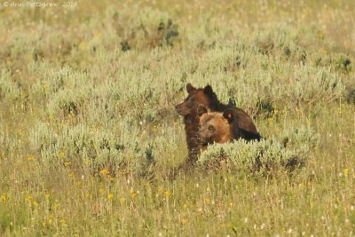 Grizzly Cub & Mother