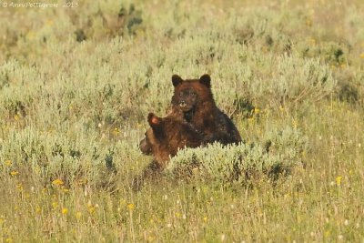 Grizzly Cub & Mother