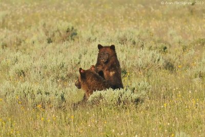 Grizzly Cub & Mother