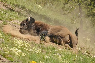 Dust Bathing