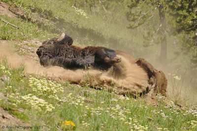 Dust Bathing