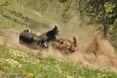 Dust Bathing