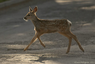 Mule Deer Fawn