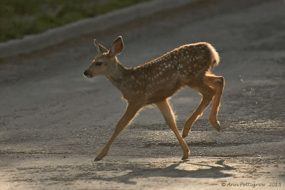 Mule Deer Fawn