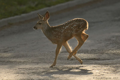 Mule Deer Fawn