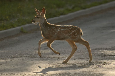 Mule Deer Fawn