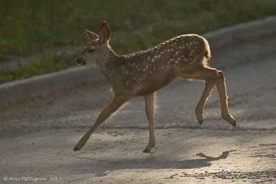 Mule Deer Fawn