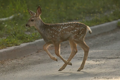 Mule Deer Fawn