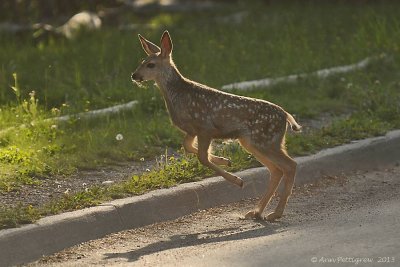 Mule Deer Fawn