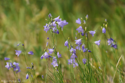 Scotch Bluebell