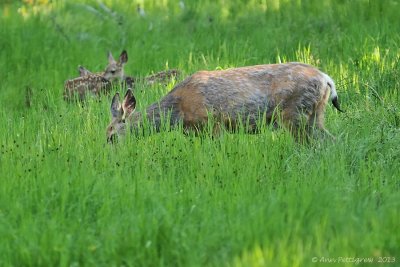 Mule Deer Doe & Twin Fawns