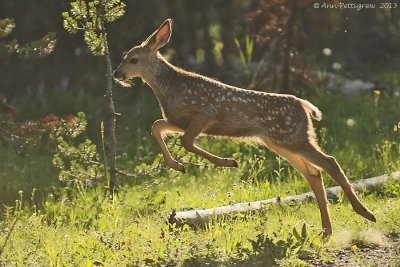 Mule Deer Fawn