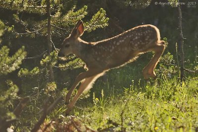 Mule Deer Fawn