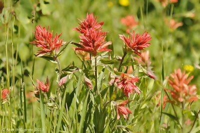 Common Indian Paintbrush