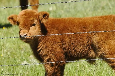 Scottish Highland Calf