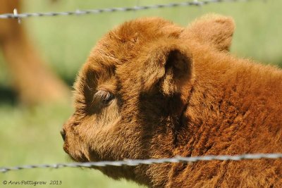 Scottish Highland Calf