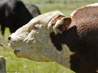 Hereford Bull