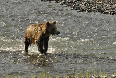 Grizzly in the Lamar River