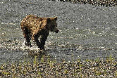 Grizzly in the Lamar River