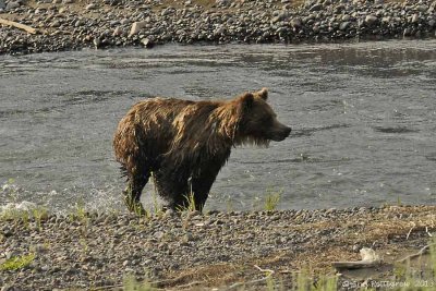 Grizzly in the Lamar River