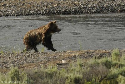 Grizzly in the Lamar River