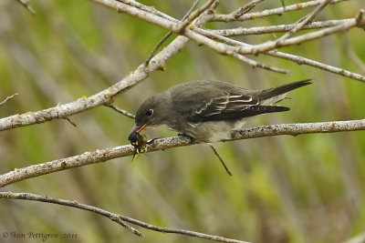 Olive-sided Flycatcher with Bumble Bee