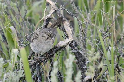 Brewer's Sparrow