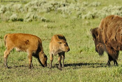 Bison Cow and Calves