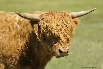 Scottish Highland Bull