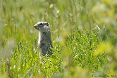 Uinta Ground Squirrel