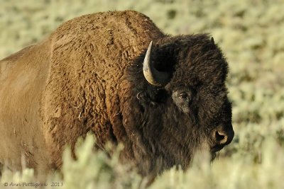 Bull bison