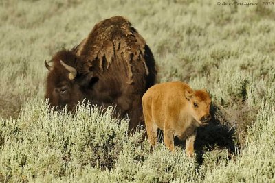 Bison Cow & Calf