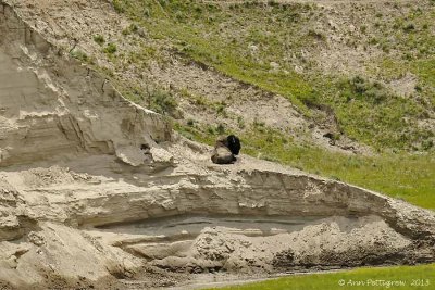 Bull Bison at Rest