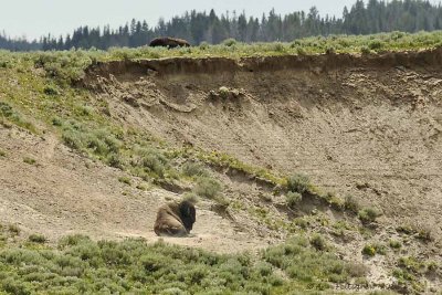 Bull Bison at Rest