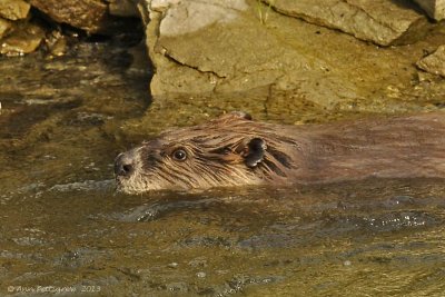 American Beaver 