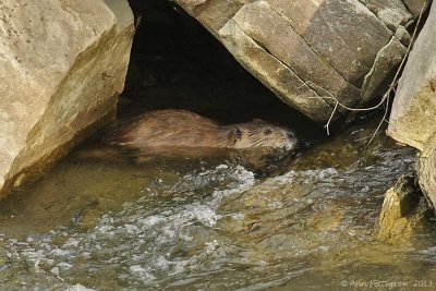 American Beaver