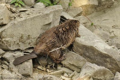 American Beaver