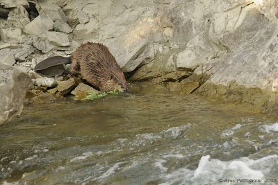 American Beaver